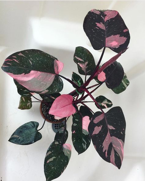 6" Philodendron "Pink Princess" - Parsel Studio
